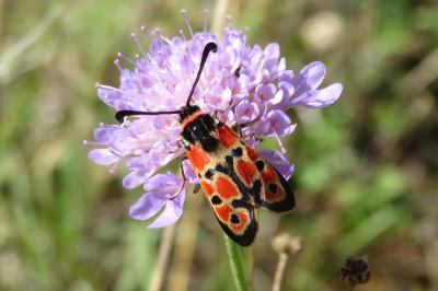 <i>Zygaena fausta</i>
