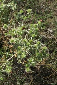 <i>Zygaena fausta</i>