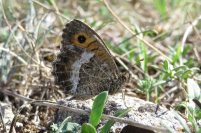 <i>Arethusana arethusa</i>
