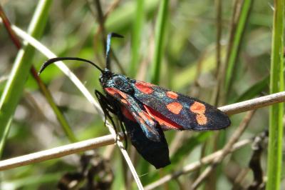 <i>Zygaena transalpina</i>