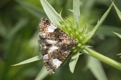 <i>Tyta luctuosa</i>