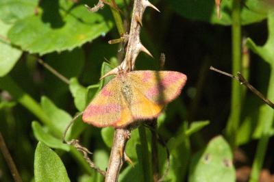 <i>Lythria cruentaria</i>