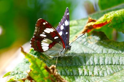 <i>Limenitis reducta</i>