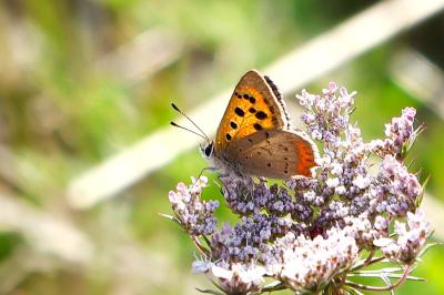 <i>Lycaena phlaeas</i>