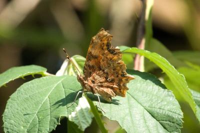 <i>Polygonia c-album</i>