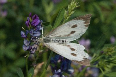 <i>Pieris brassicae</i>