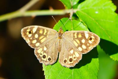 <i>Pararge aegeria</i>