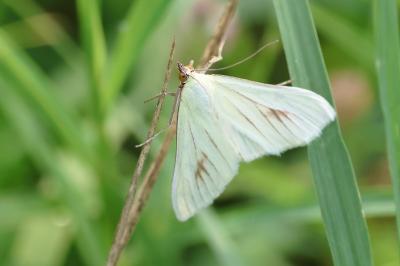 <i>Sitochroa palealis</i>