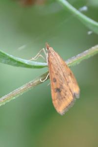 <i>Udea ferrugalis</i>