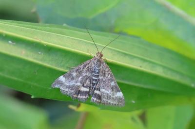 <i>Pyrausta despicata</i>