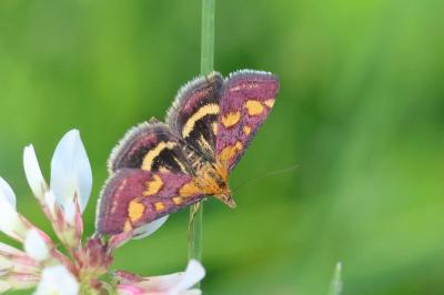 <i>Pyrausta purpuralis</i>
