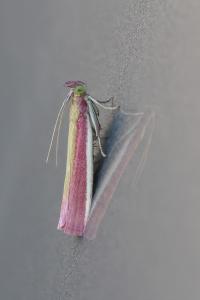 <i>Oncocera semirubella</i>
