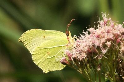 <i>Gonepteryx rhamni</i>