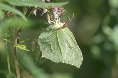 <i>Gonepteryx rhamni</i>