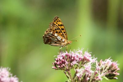 <i>Issoria lathonia</i>
