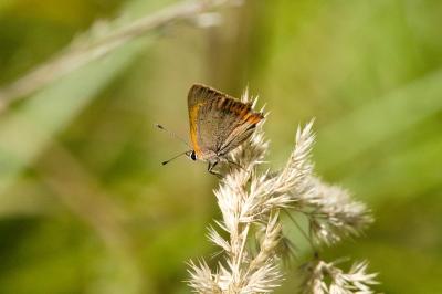 <i>Lycaena phlaeas</i>
