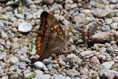 <i>Apatura ilia</i>