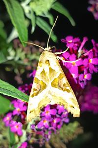 <i>Phlogophora meticulosa</i>