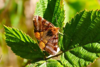 <i>Euclidia glyphica</i>