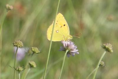 <i>Colias crocea</i>