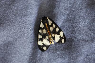 <i>Arctia villica</i>