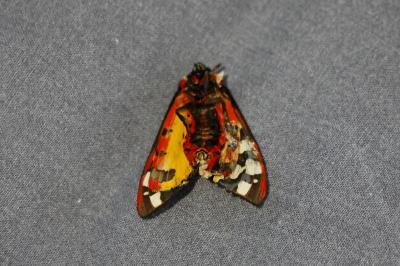 <i>Arctia villica</i>
