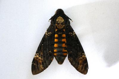 <i>Acherontia atropos</i>
