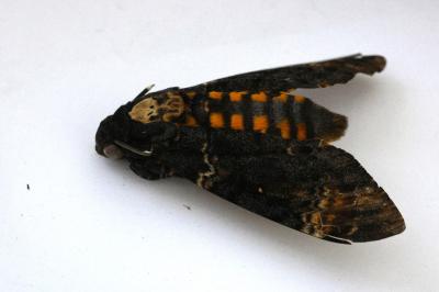<i>Acherontia atropos</i>