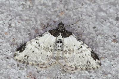 <i>Xanthorhoe fluctuata</i>