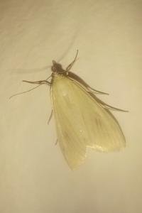 <i>Sitochroa palealis</i>