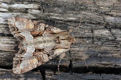 <i>Lacanobia w-latinum</i>