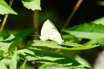 <i>Pieris napi</i>