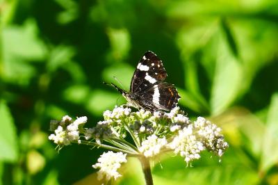 <i>Araschnia levana</i>