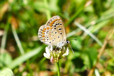 <i>Polyommatus icarus</i>