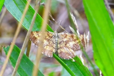 <i>Ematurga atomaria</i>