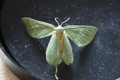 <i>Thalera fimbrialis</i>