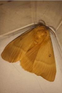 <i>Lasiocampa quercus</i>