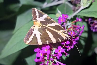 <i>Euplagia quadripunctaria</i>