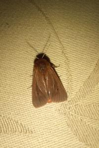 <i>Phragmatobia fuliginosa</i>