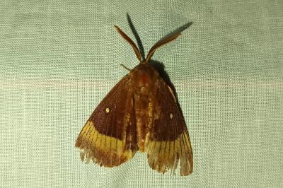 <i>Lasiocampa quercus</i>