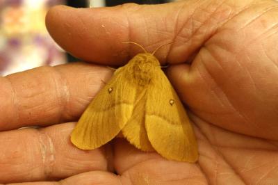 <i>Lasiocampa quercus</i>
