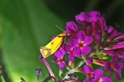 <i>Agapeta zoegana</i>