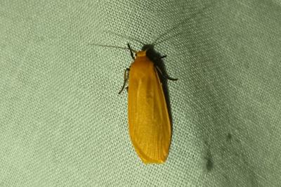 <i>Wittia sororcula</i>