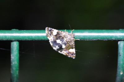 <i>Tyta luctuosa</i>
