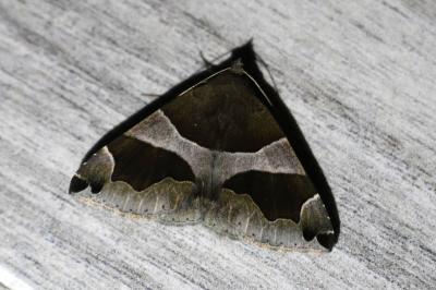 <i>Dysgonia algira</i>
