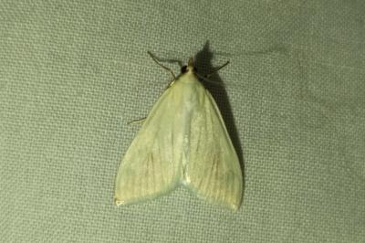<i>Sitochroa palealis</i>