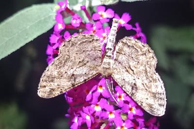 <i>Peribatodes rhomboidaria</i>