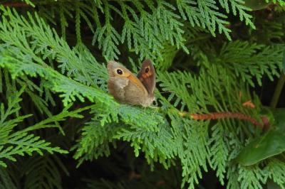 <i>Maniola jurtina</i>