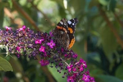 <i>Vanessa atalanta</i>
