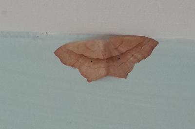 <i>Scopula imitaria</i>